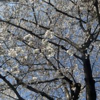 初亀のレビュー by_ドフラミンゴ