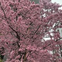 愛友のレビュー by_ドフラミンゴ