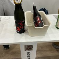 寒紅梅