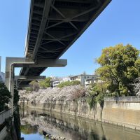 綿屋のレビュー by_ドフラミンゴ