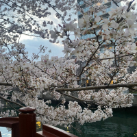 濃姫のレビュー by_YASU.SHIRA