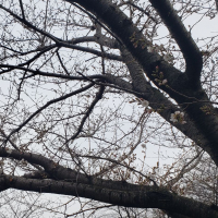 盛升のレビュー by_ガチ