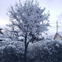 秀鳳のレビュー by_ガチ