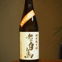 越の白鳥