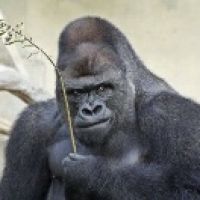 gorilla