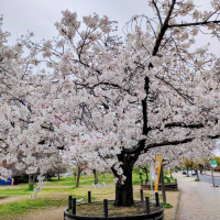 SakuraBeauty45のレビュー by_masatosake