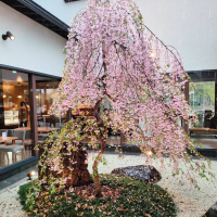 SakuraBeauty45のレビュー by_masatosake