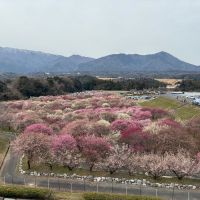 颯のレビュー by_ぐらんてぃふぉん