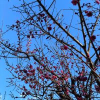 射美のレビュー by_仙臺四合