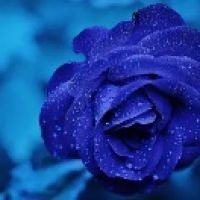 bluerose