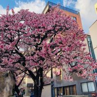 信州亀齢のレビュー by_dotdash