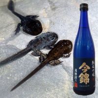 今錦
