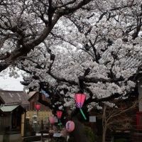 兼六桜のレビュー by_ひさのこ